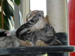 Katze Padme und Arwen 9 Monate alt.